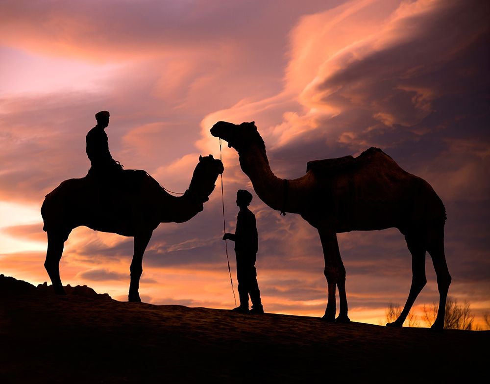 Young men and camels at sunset in the Rajasthan desert-Pushkar-India art print by Steve Mohlenkamp for $57.95 CAD